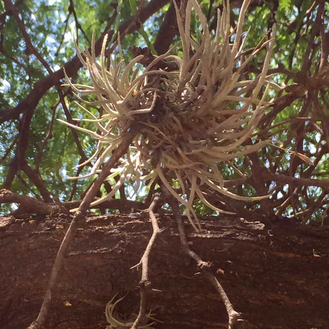A tillandsia air plant on a mesquite branch, taking what it needs from the air, an image for professional identity that does not depend on affiliation